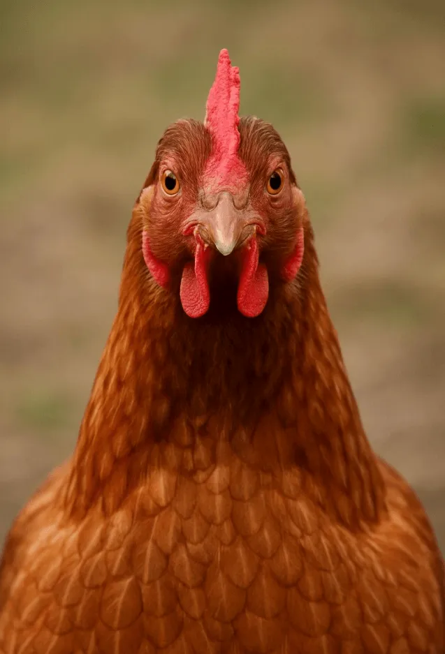 PoultryOne Farm Partner Chicken