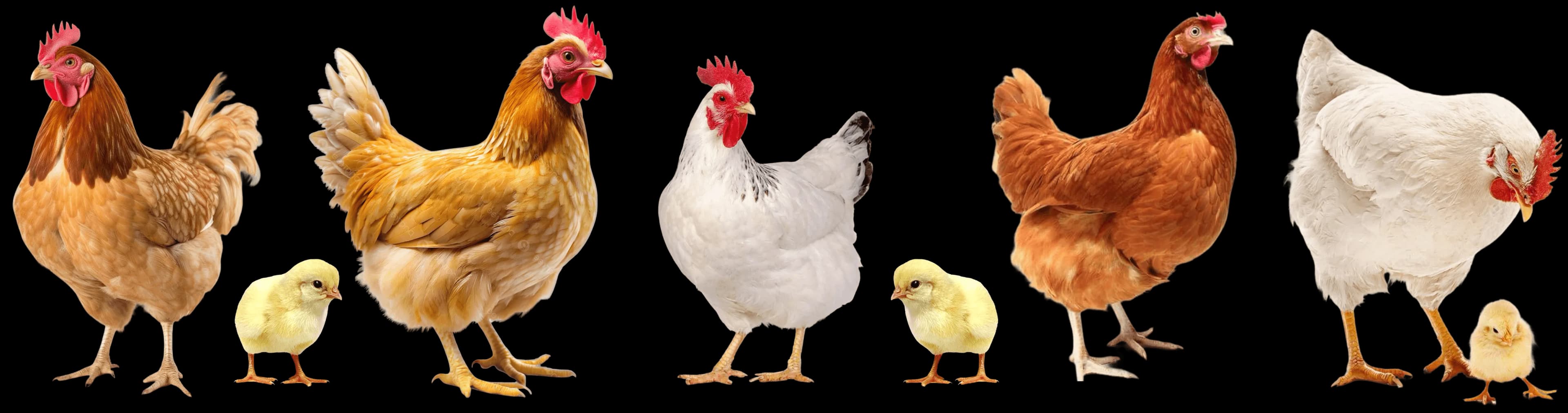 Poultry Chickens and Chicks