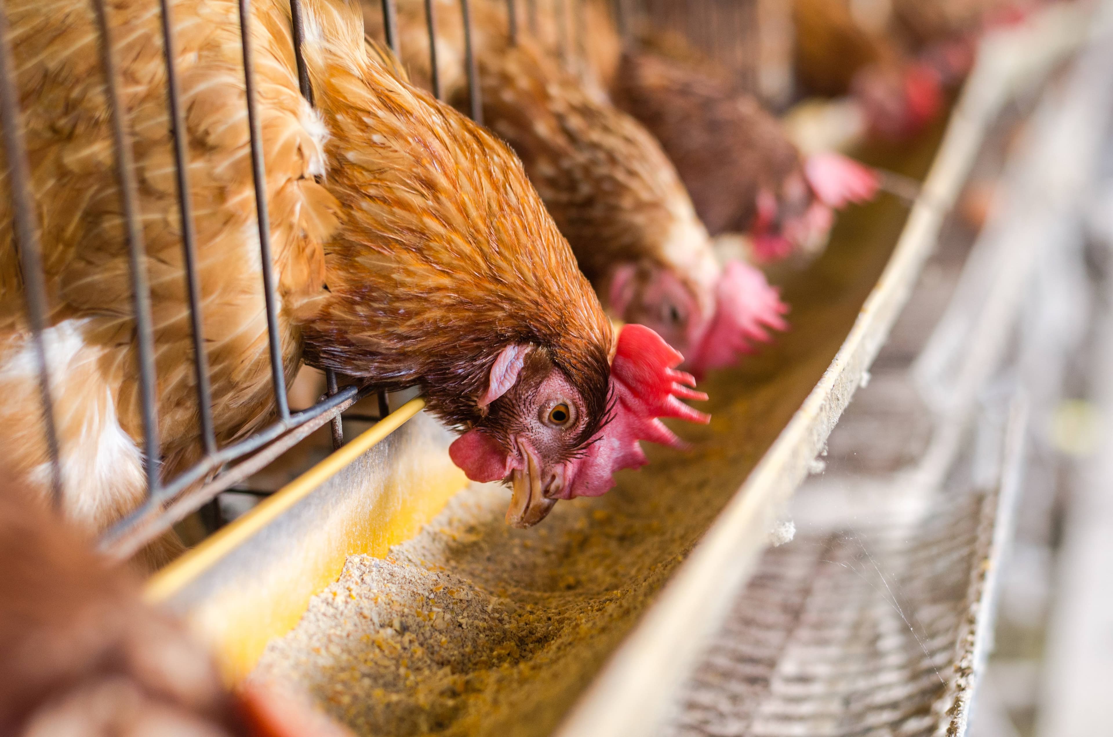 Close-up of chickens eating feed from a feeder trough in a coop
