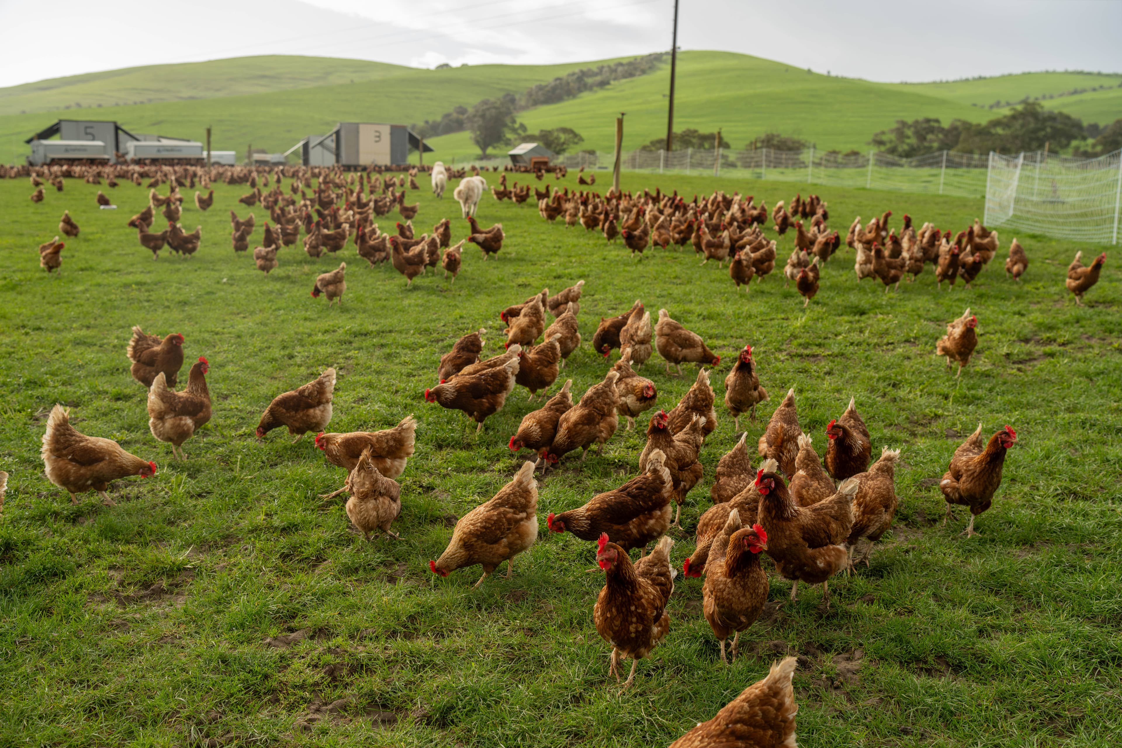 Free range chicken farm with chook tractors in regenerative pasture