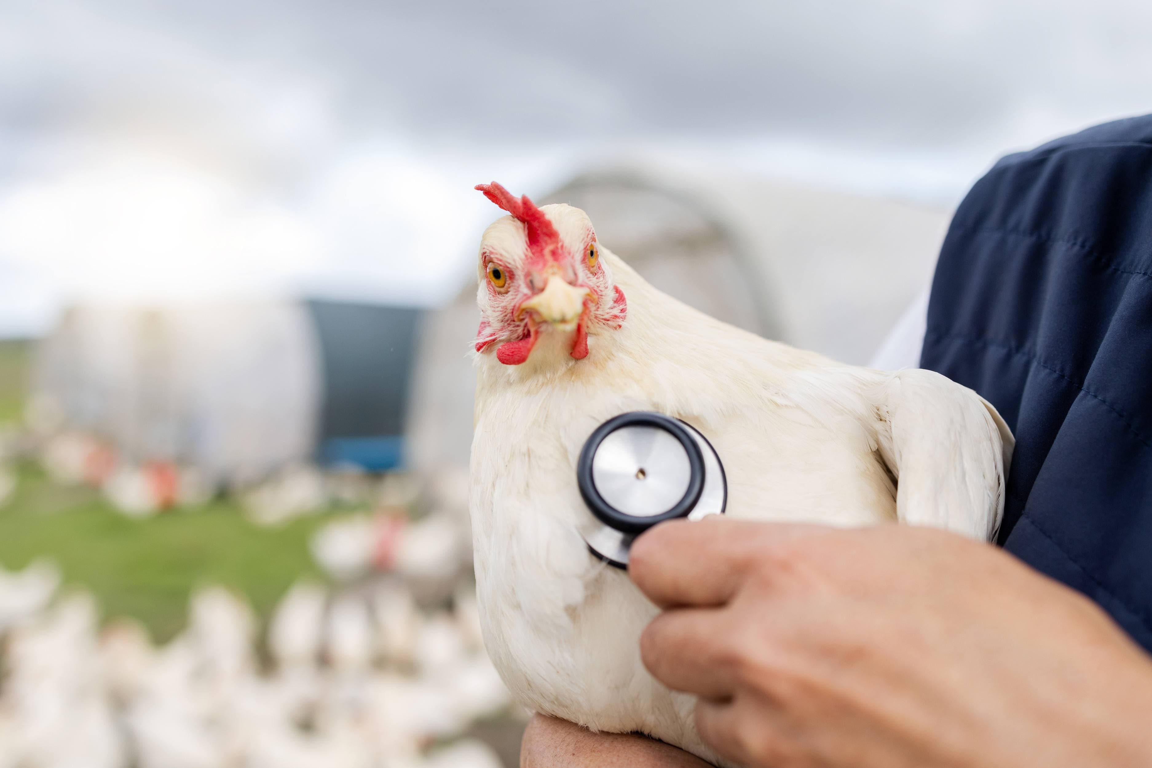 Veterinary clinical check - chicken with stethoscope