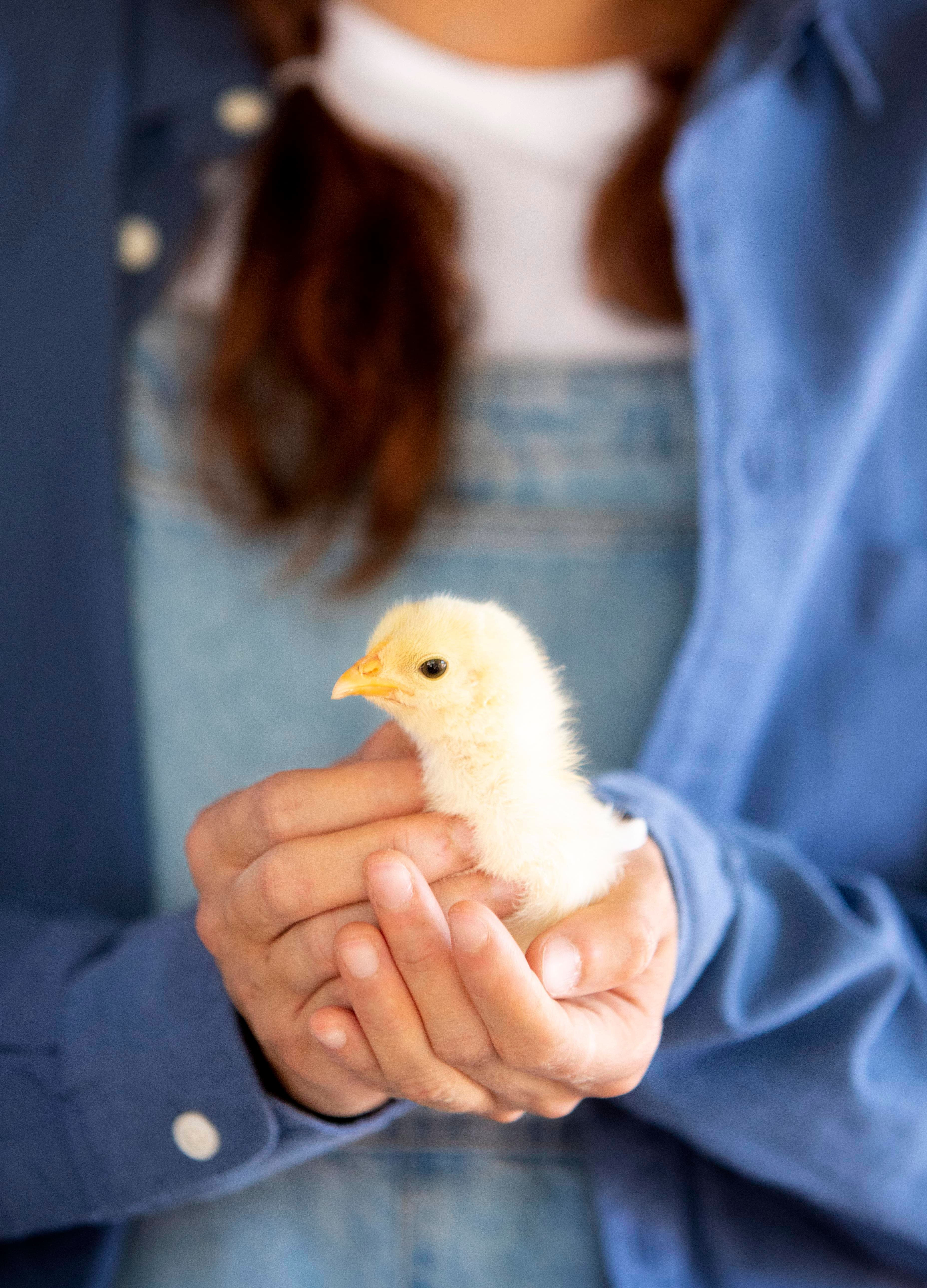 Poultry health care - chick in hands