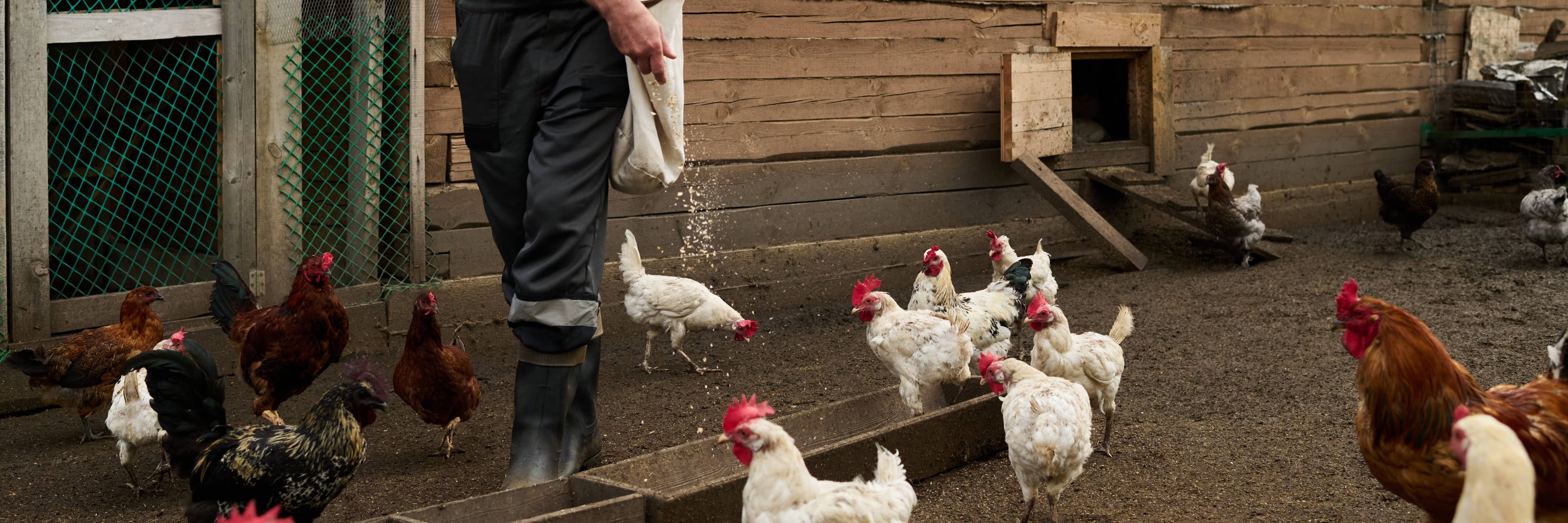 Close-up of healthy poultry bird