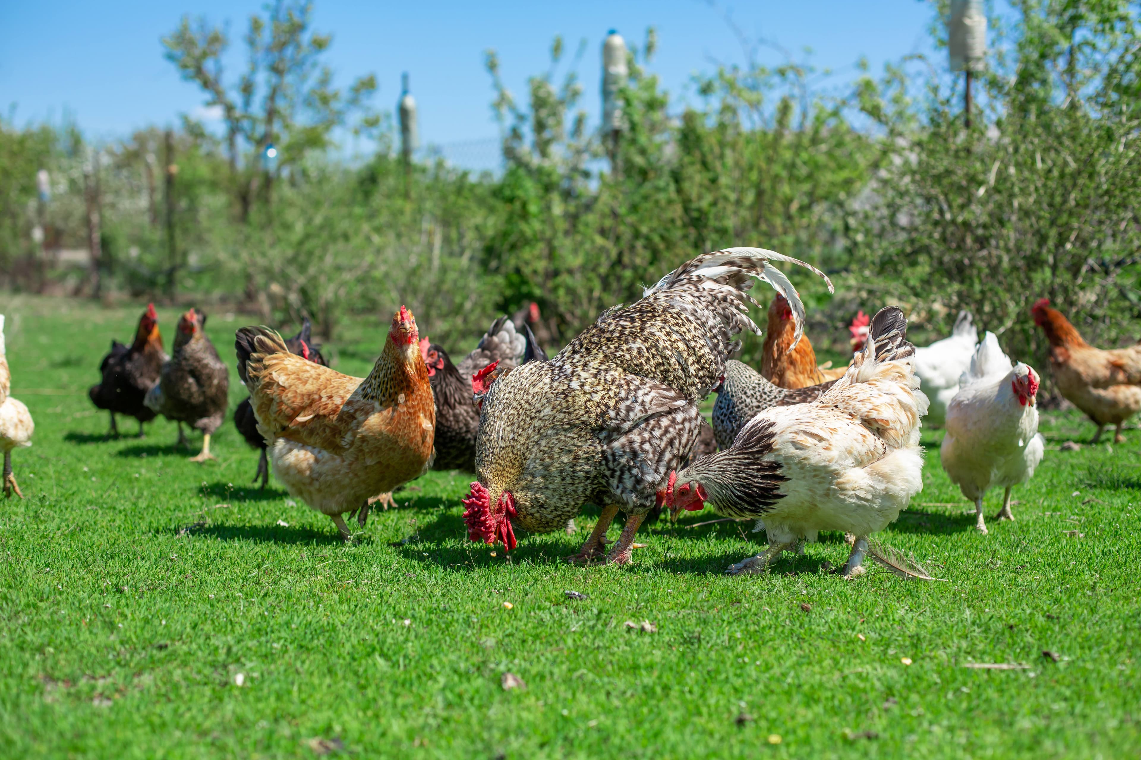Chickens foraging in green garden pasture