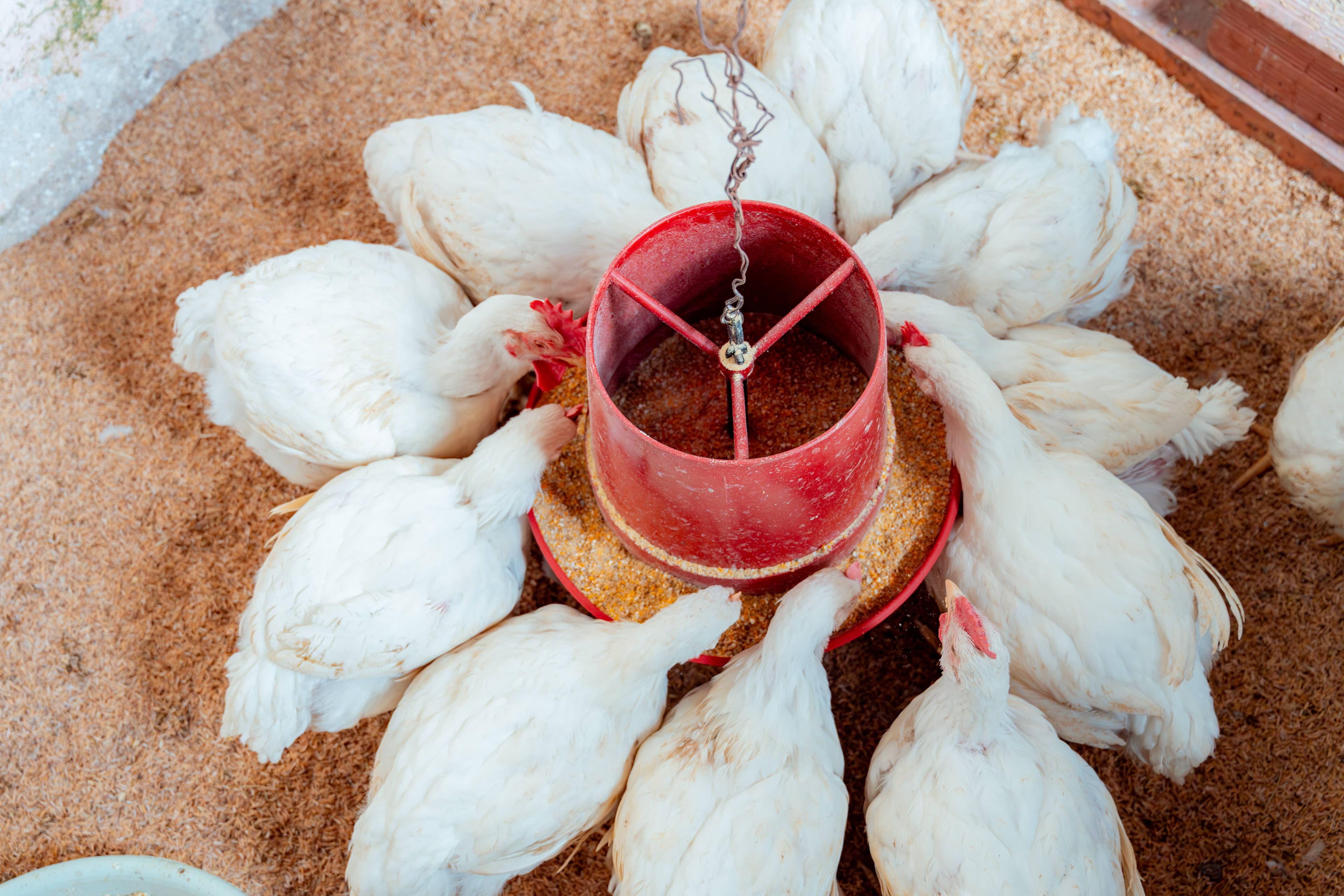 Broiler chickens feeding around circular red feeder tray